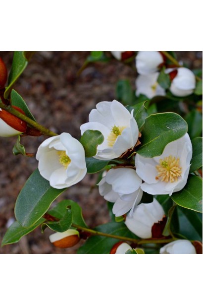 Магнолія Гейлс Фейворіт цвітіння